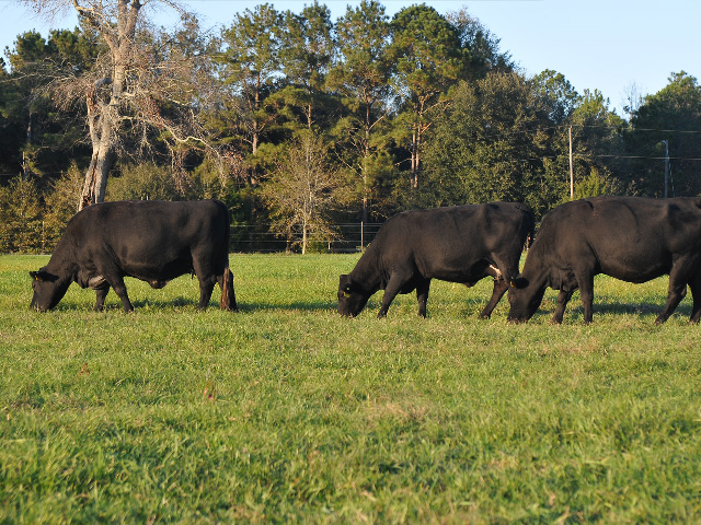 Fewer large-animal veterinarians, and new guidelines for antibiotic use, mean it may be time to rethink treatment for common herd problems. (DTN/Progressive Farmer photo by Becky Mills)